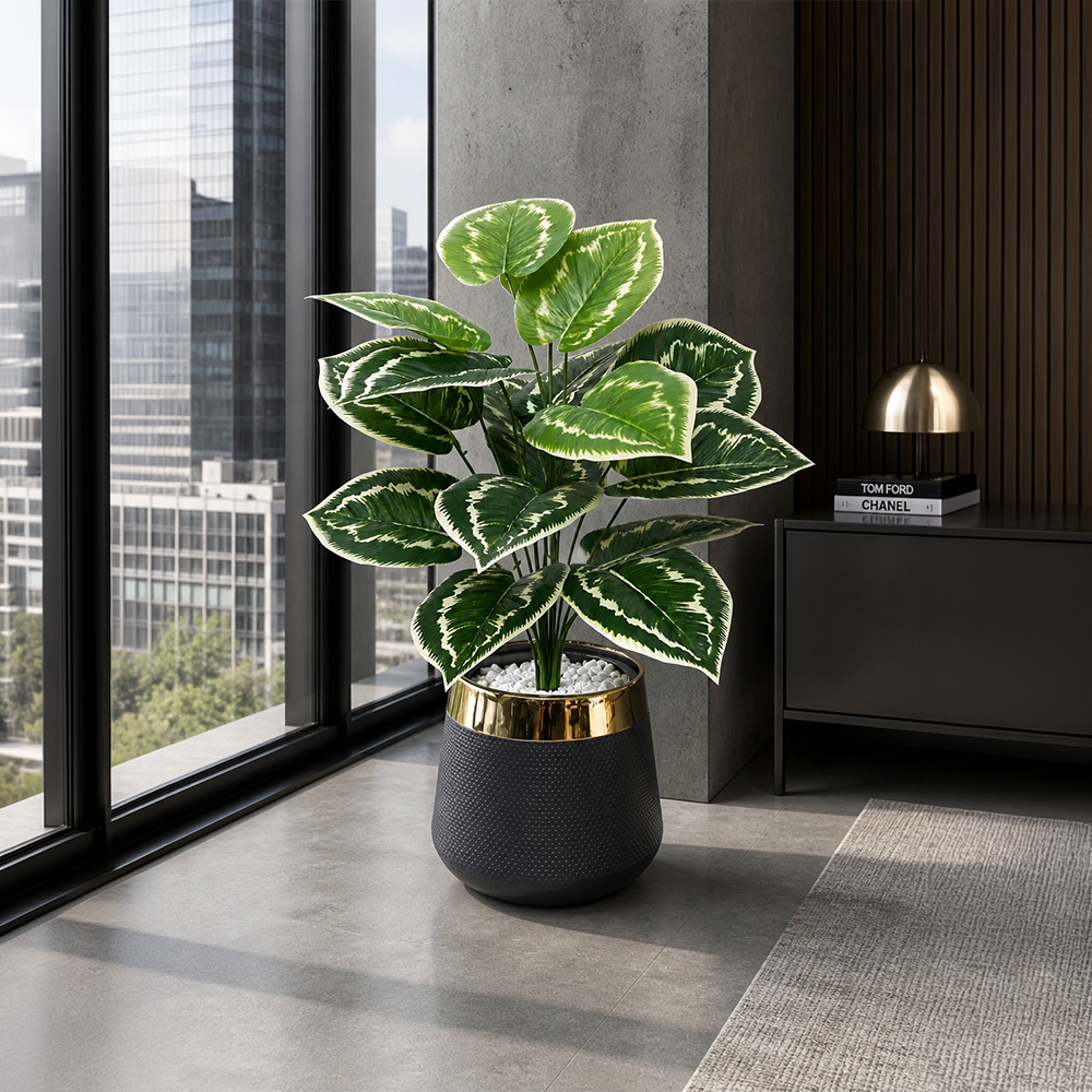 Dumb Cane Plant