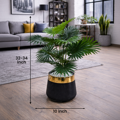 Fan Palm (Livistona)