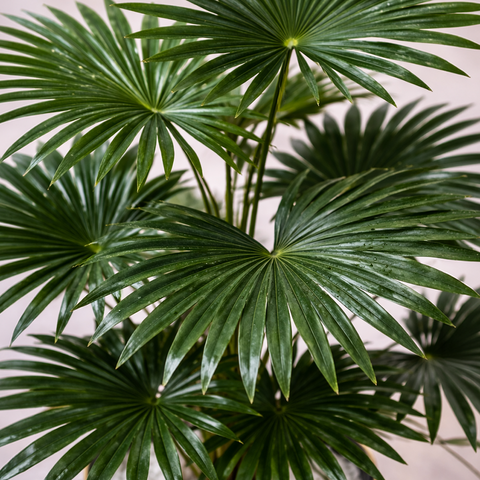 Fan Palm (Livistona)