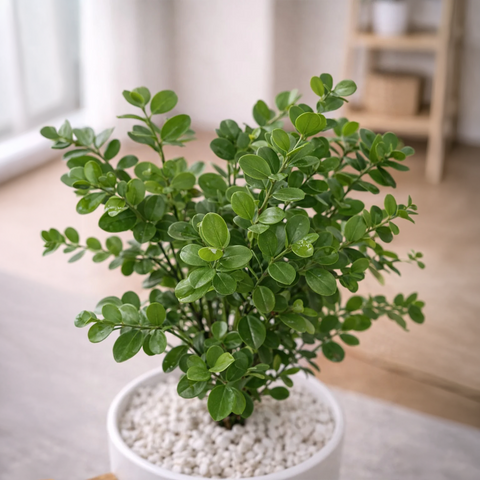 Lifelike Ficus (Light Green) with Wooden Stand | Indoor Plant Décor Pakistan
