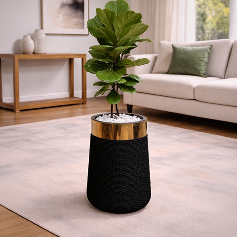 Fiddle Leaf Fig in Luxe Grande Planter