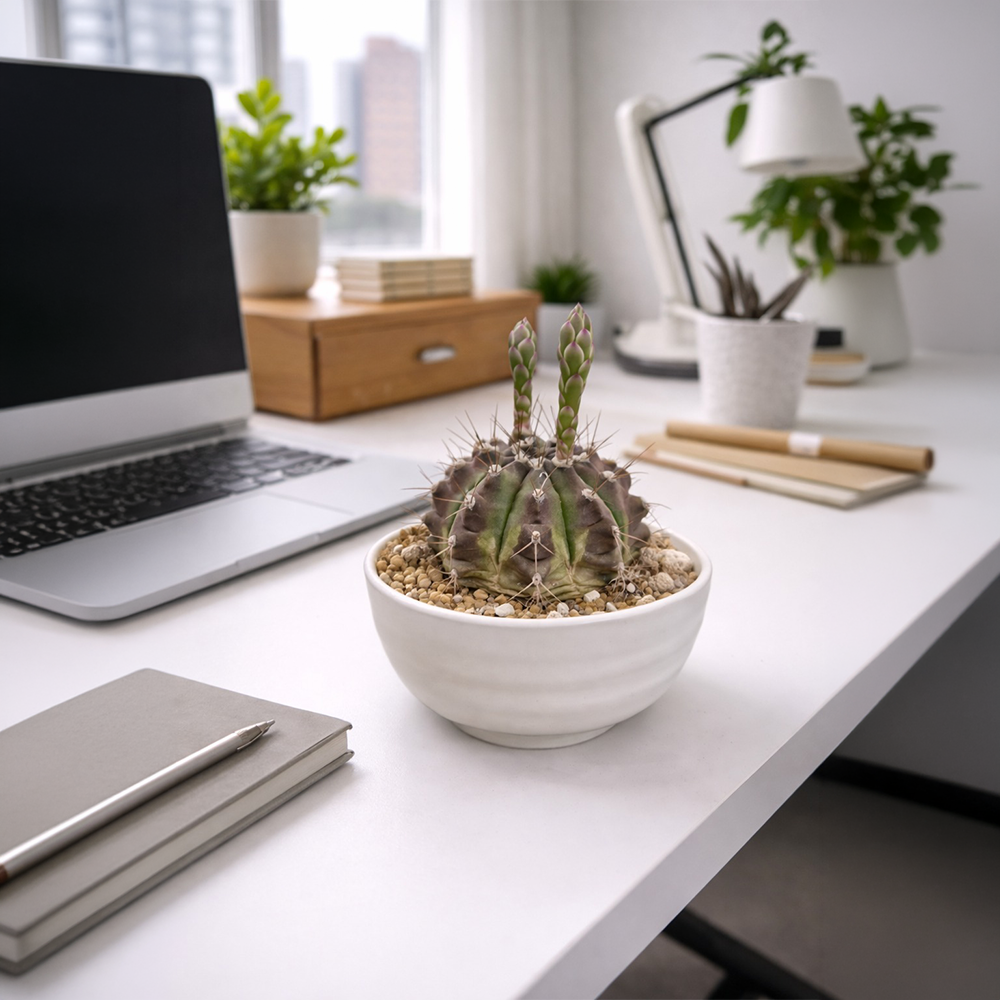 Flowering Gymnocalycium Cactus in Ceramic Dish – Twin Bud Edition