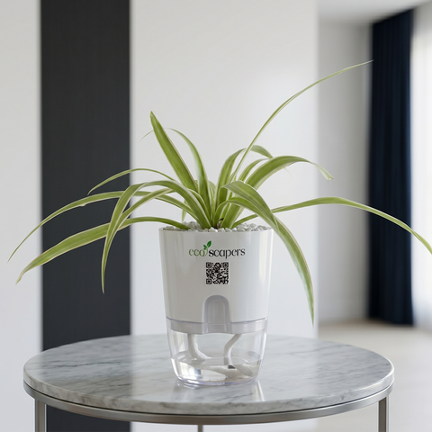 GEMINI-SPIDER PLANT