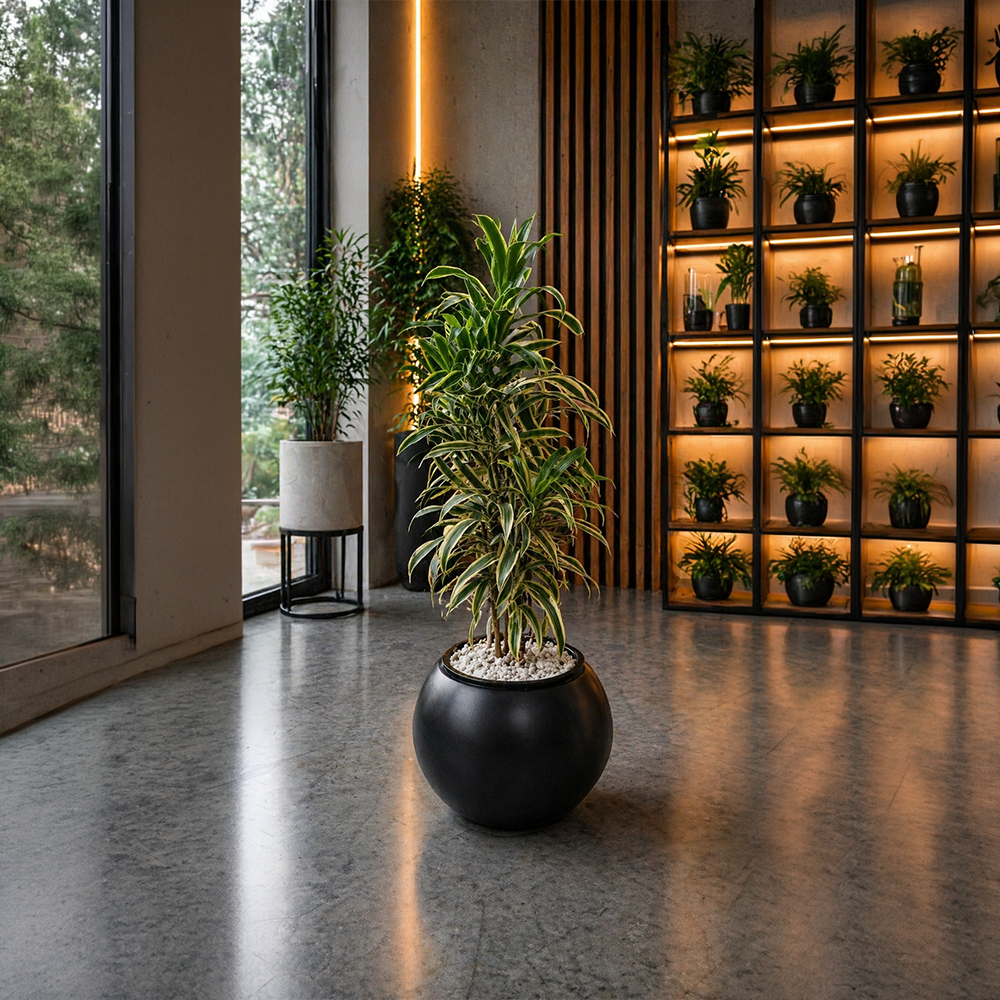 SONG OF INDIA in OrbIX Planter