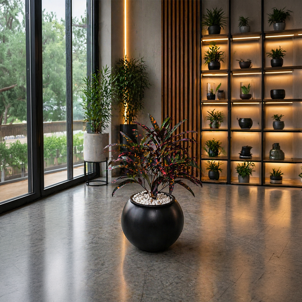 COROTON in OrbIX Planter — EcoScapers Pakistan