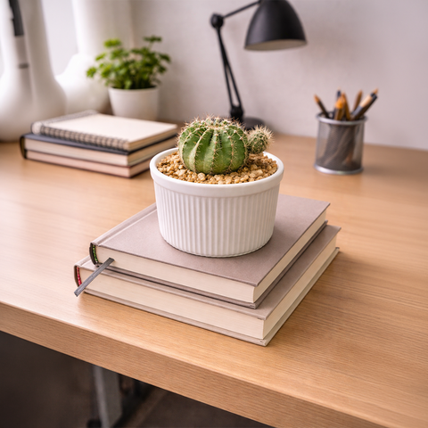 Gymnocalycium Cactus with Baby Pup in White Ceramic Pot – Minimal Desk Plant