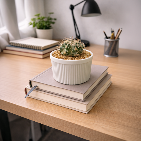 Gymnocalycium Round Cactus in White Ceramic Pot – Minimal Desk Plant
