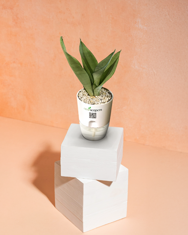 LEO-SANSEVERIA MOONLIGHT