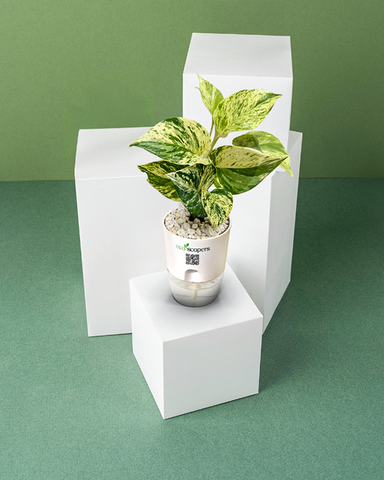 LIBRA-MONEY PLANT MARBLE QUEEN