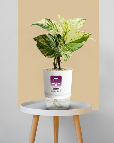 LIBRA-MONEY PLANT MARBLE QUEEN