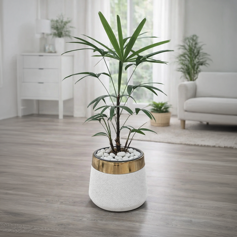 Lady Palm Plant Luxury Stand Planter Combo