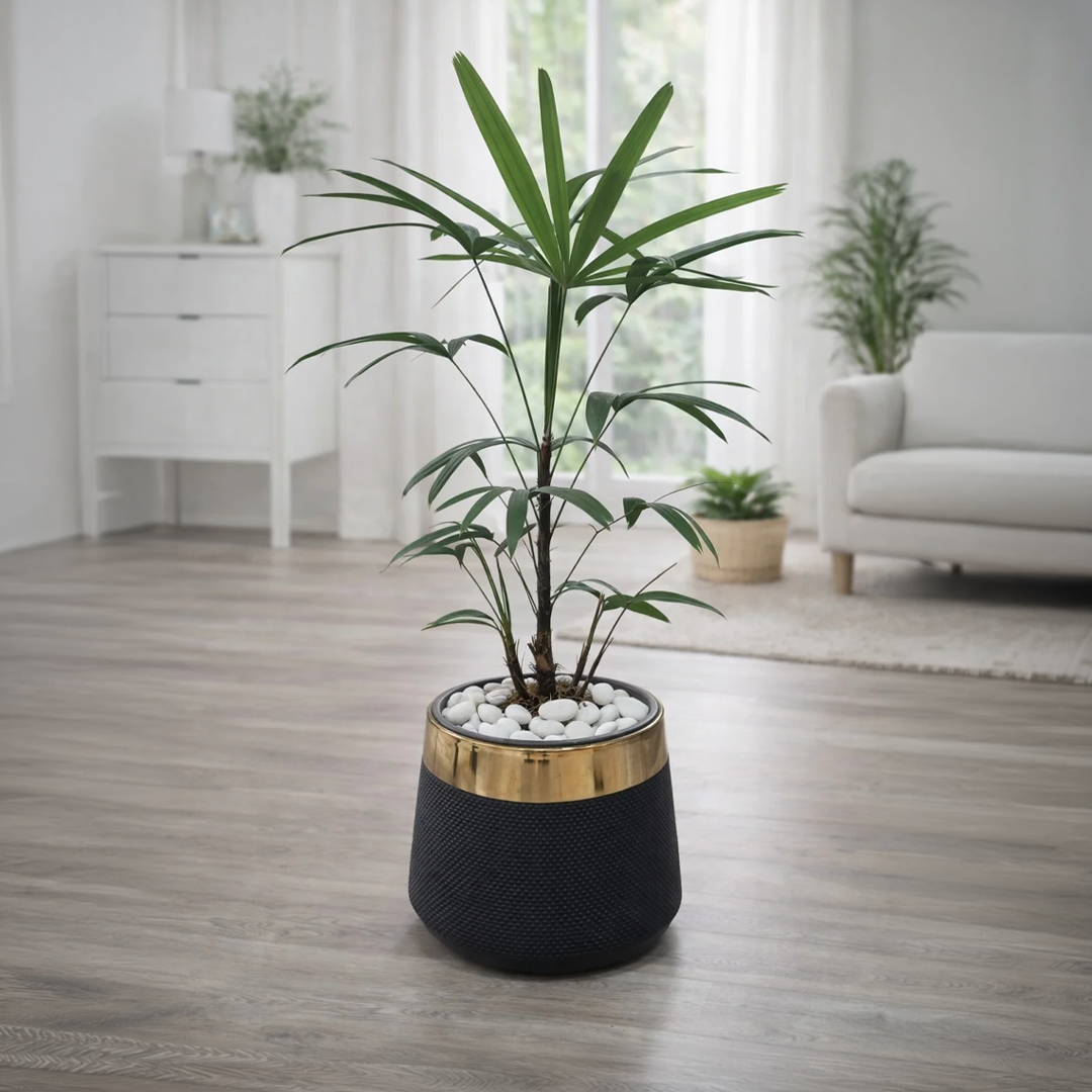 Lady Palm