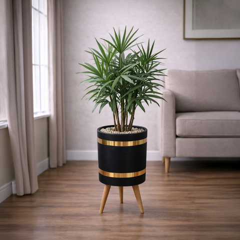Lady Palm