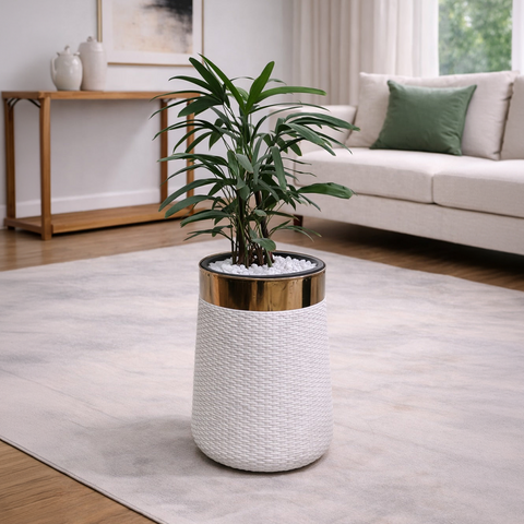 Lady Palm in Luxe Grande Planter