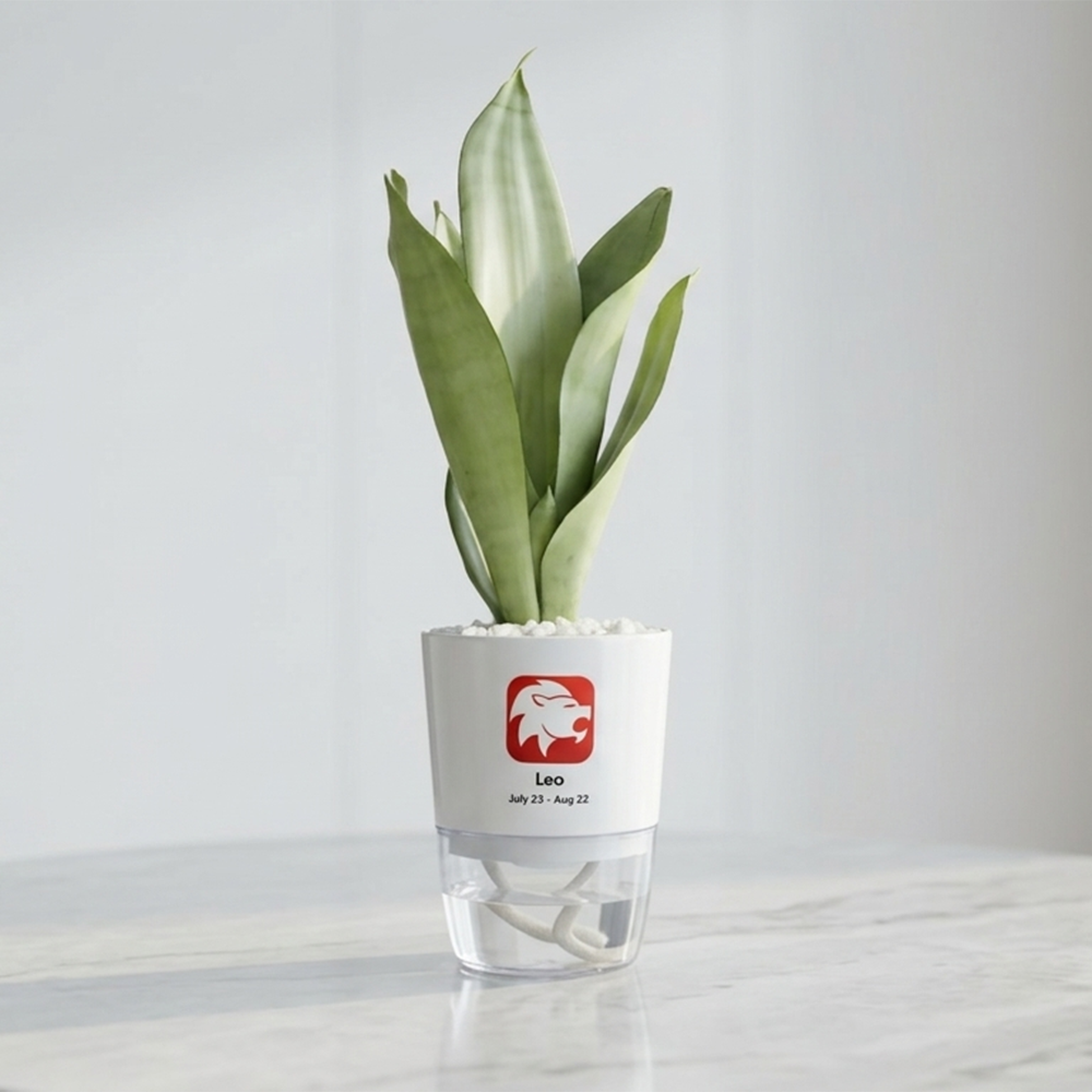 LEO-SANSEVERIA MOONLIGHT