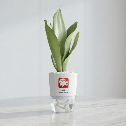 LEO-SANSEVERIA MOONLIGHT