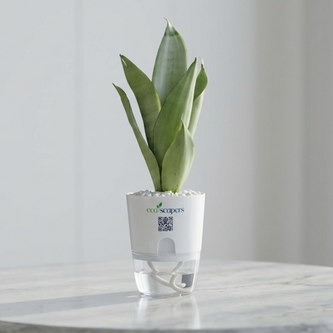 LEO-SANSEVERIA MOONLIGHT