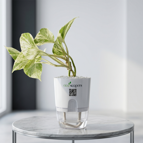 LIBRA-MONEY PLANT MARBLE QUEEN