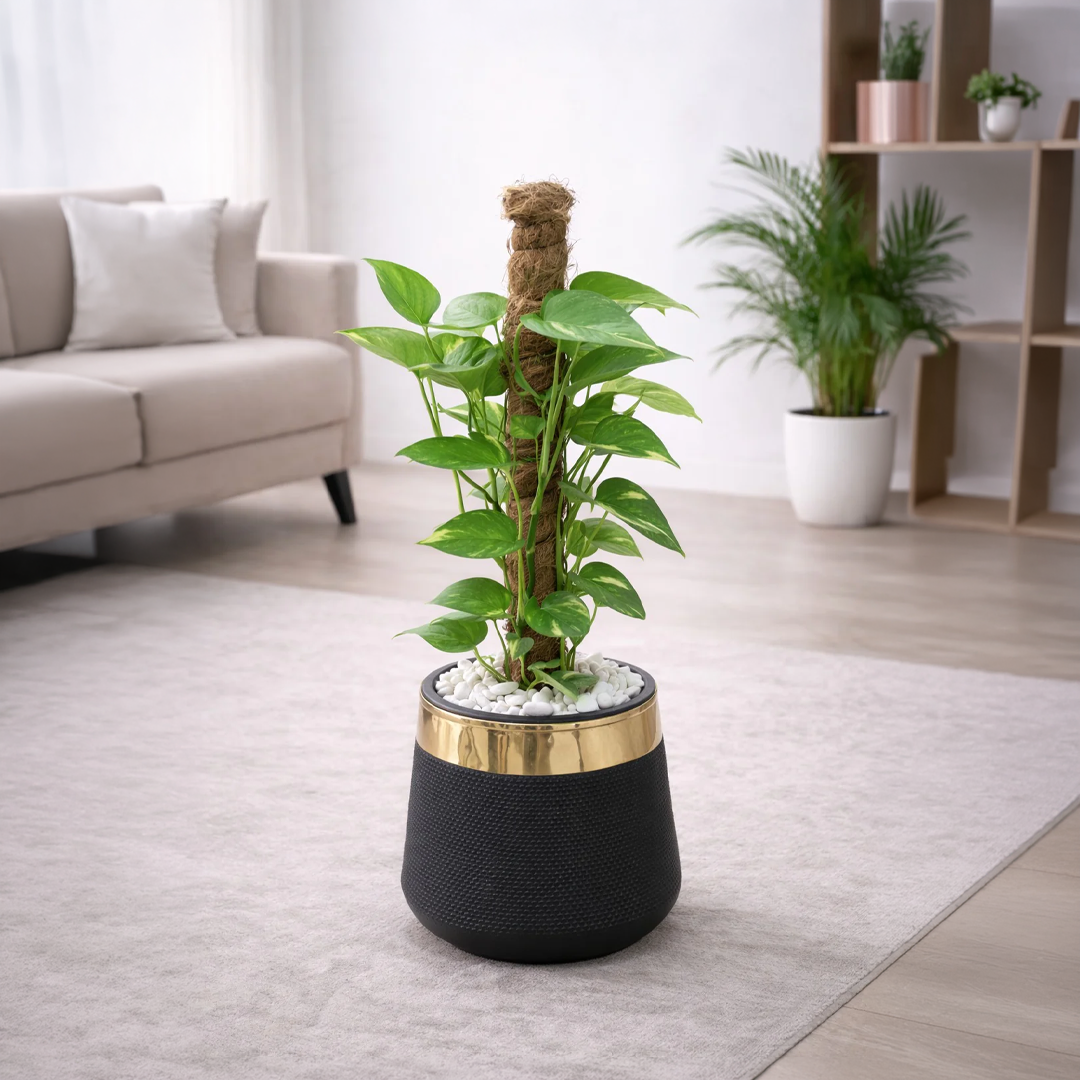 Money Plant