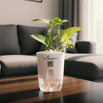 Money Plant Golden