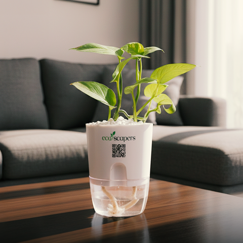 Money Plant Golden