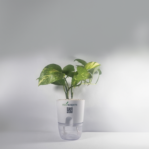 Money Plant Green (Pothos, Epipremnum aureum)