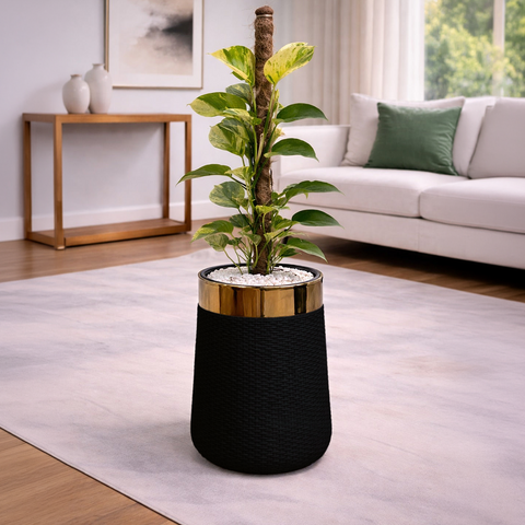 Money Plant Marble Queen in Luxe Grande Planter