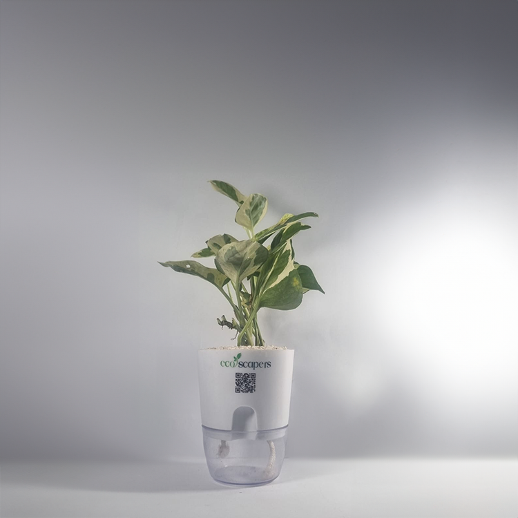 MONEY PLANT N JOY