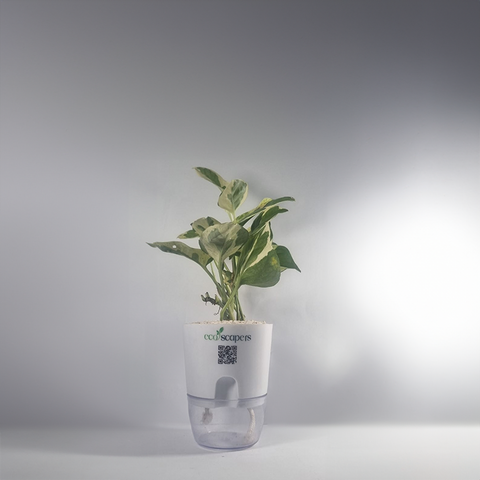 MONEY PLANT N JOY