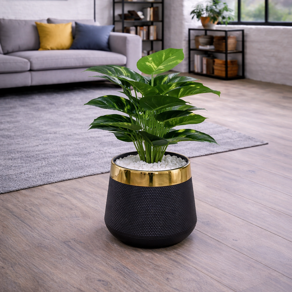 Money Plant (Golden Pothos)