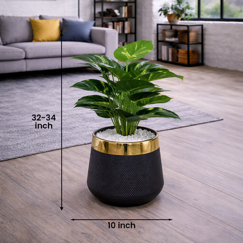 Money Plant (Golden Pothos)