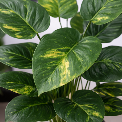 Money Plant (Golden Pothos)