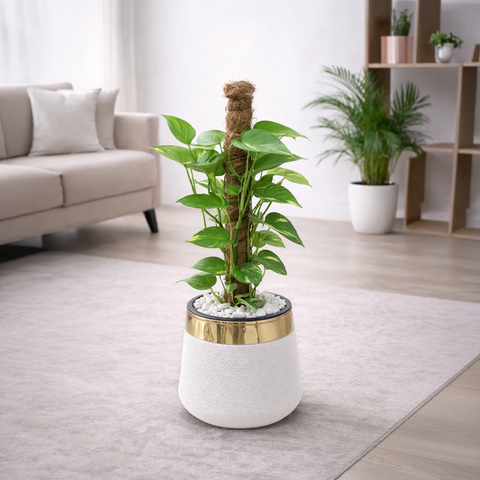 Money Plant