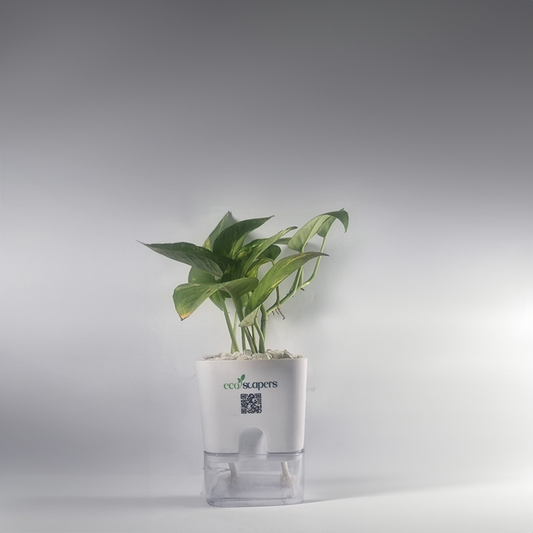 Money Plant Green (Pothos, Epipremnum aureum) 750