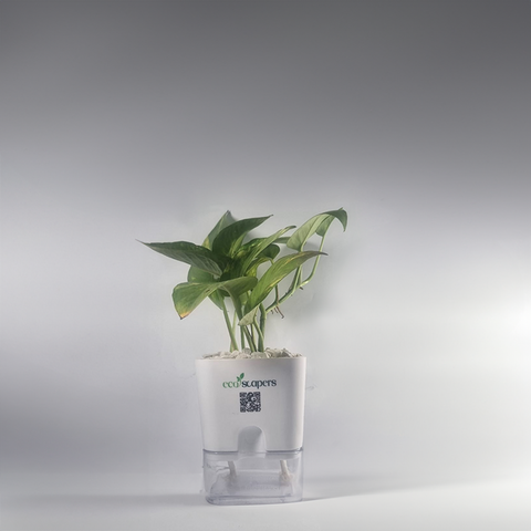 Money Plant Green (Pothos, Epipremnum aureum)