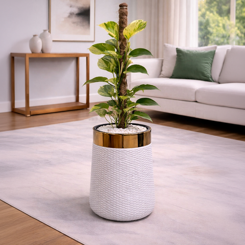 Money Plant Marble Queen in Luxe Grande Planter