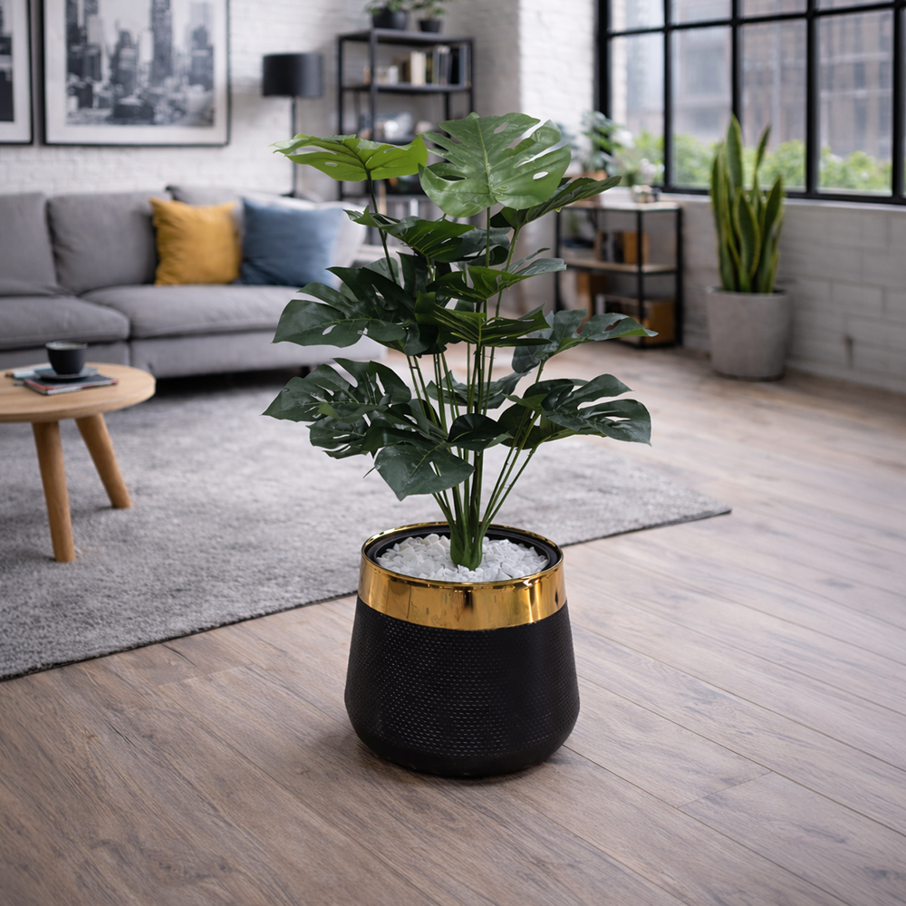 Monstera Deliciosa