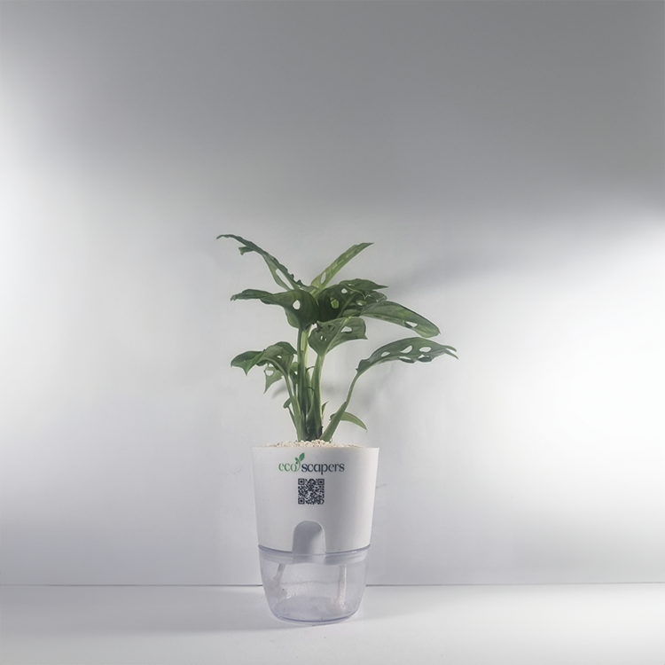 Monstera (Monstera deliciosa)