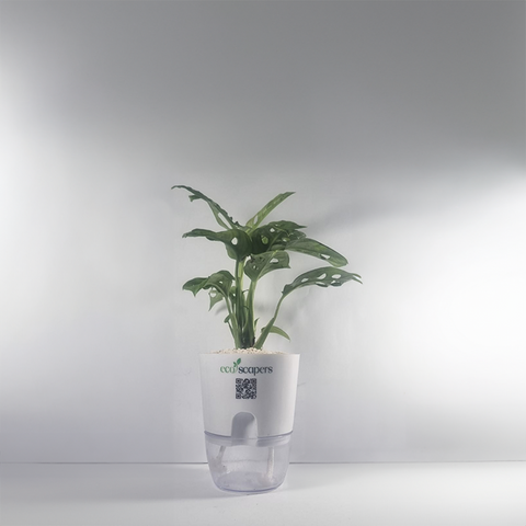 Monstera (Monstera deliciosa)
