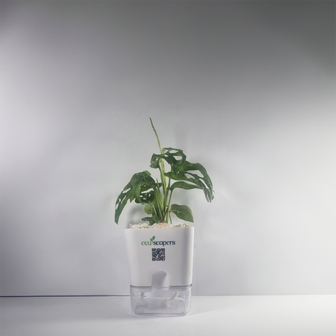 Monstera (Monstera deliciosa)