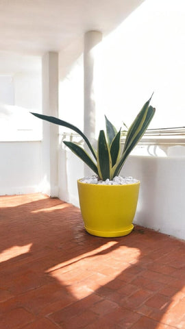 Snake Plant Dwarf Thai XL