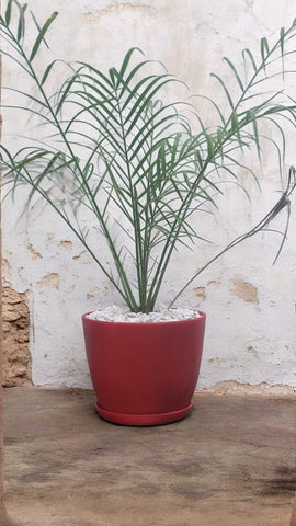 Phoenix Palm XL