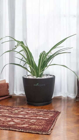 Spider Plant XL