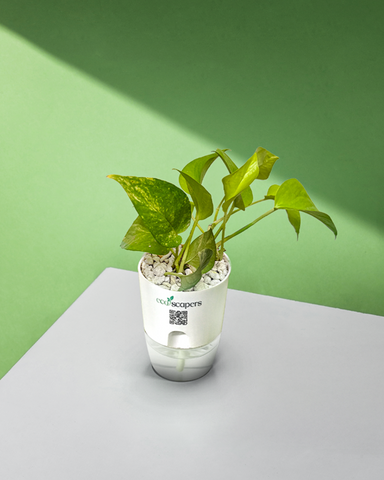 PISCES-MONEY PLANT NEON