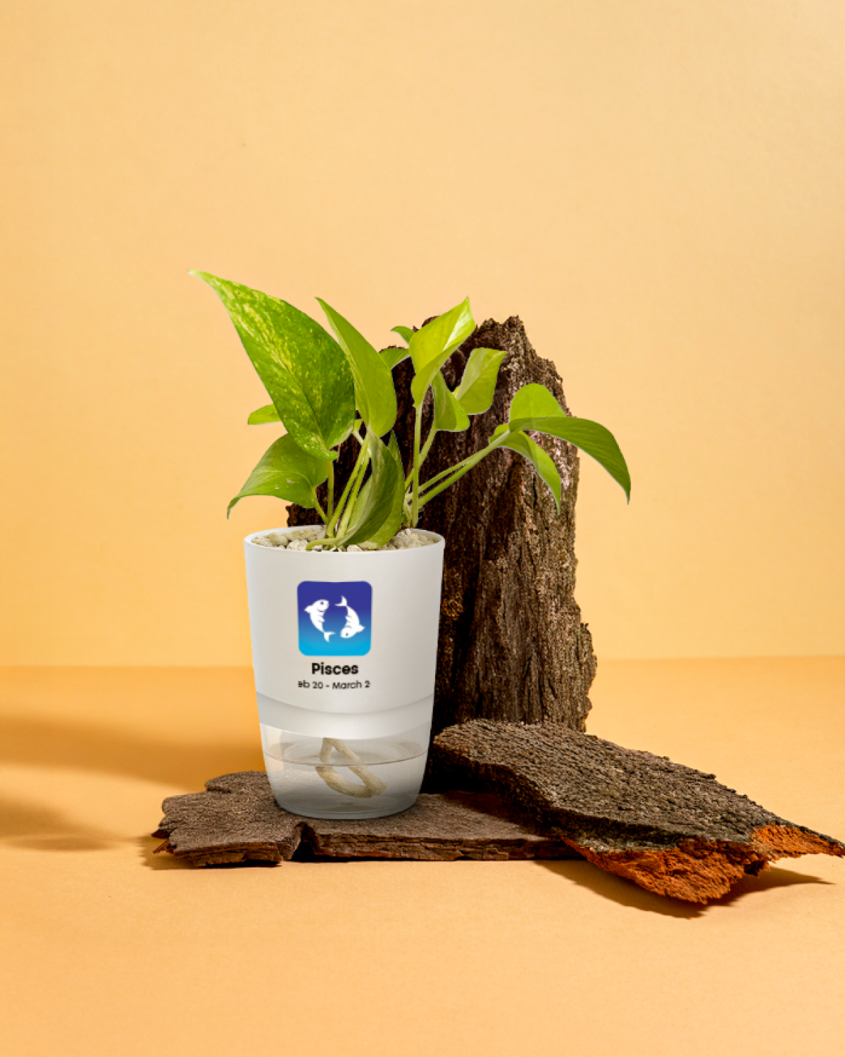 PISCES-MONEY PLANT NEON