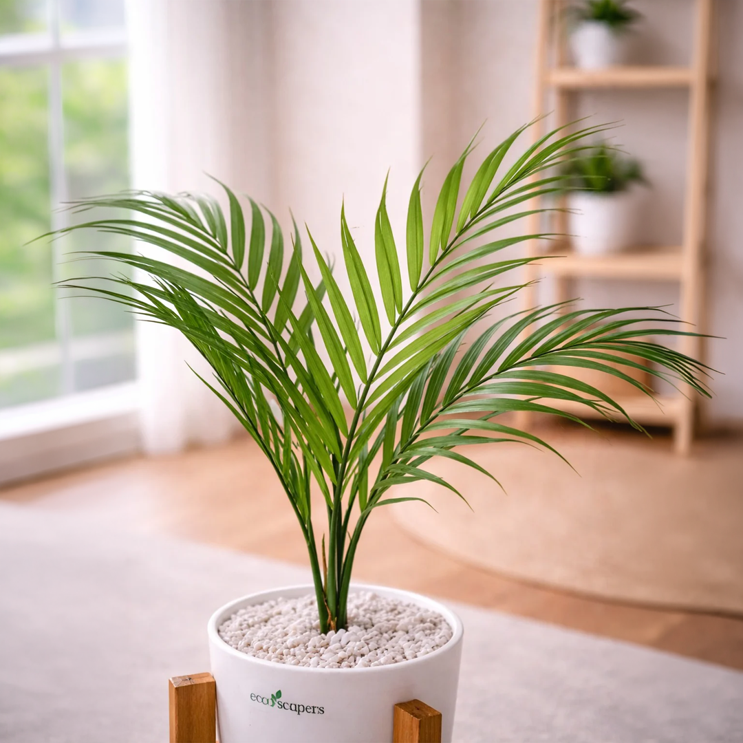 Lifelike Parlor Palm with Wooden Stand | Indoor Plant Décor Pakistan