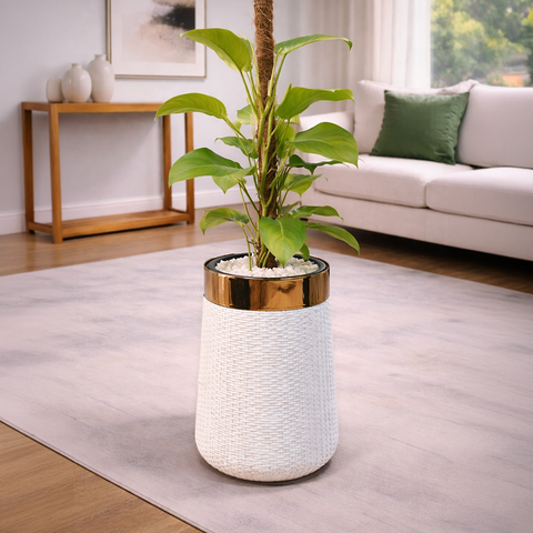 Philodendron in Luxe Grande Planter
