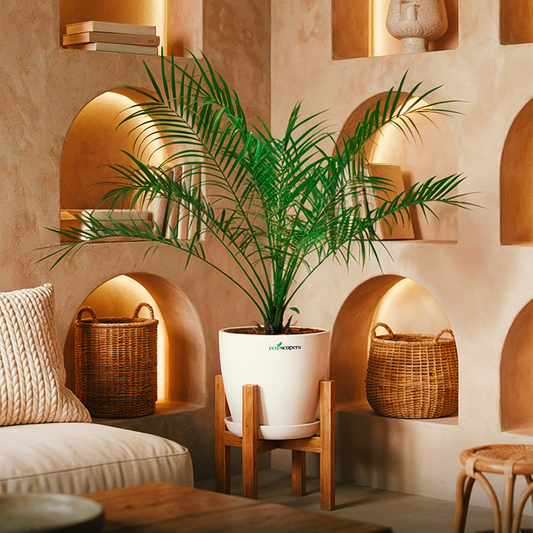 Phoenix Palm XL 1000