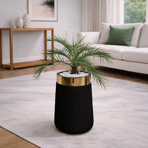 Phoenix Palm in Luxe Grande Planter