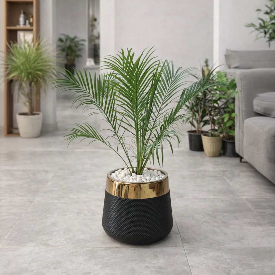 Phoenix Palm